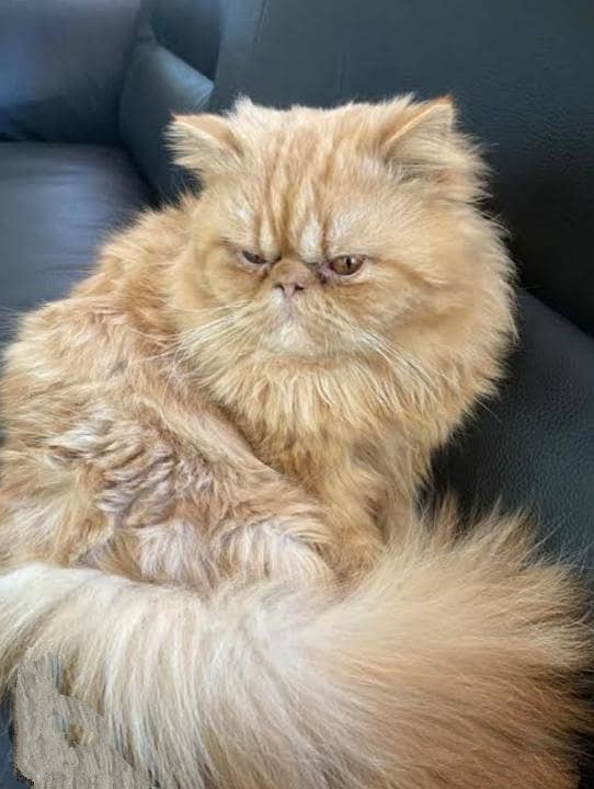 extremely piki face 1