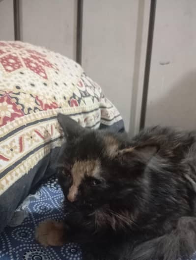 Persian cat