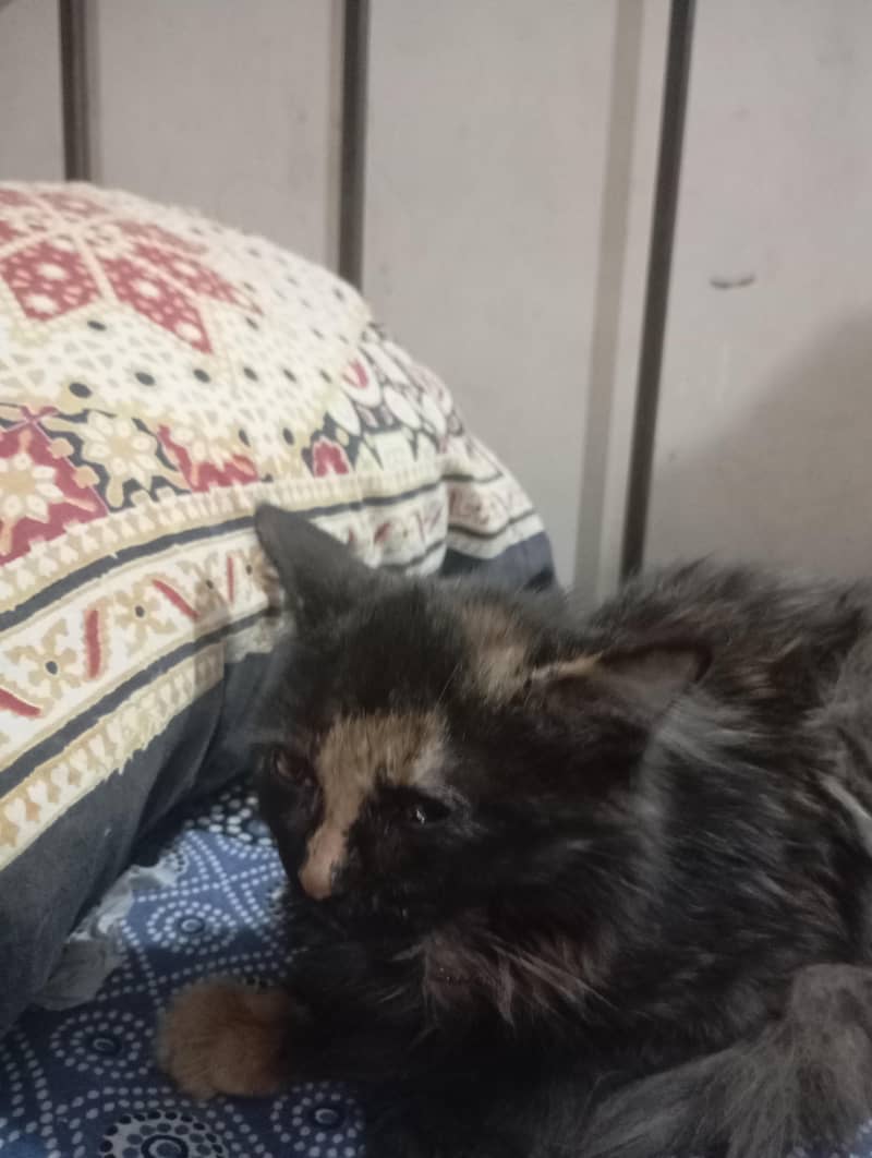 Persian cat 0