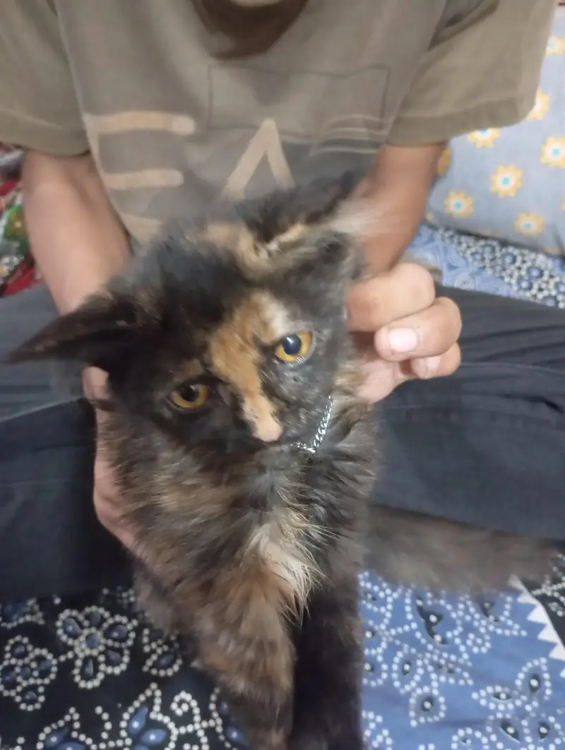 Persian cat — photo 2