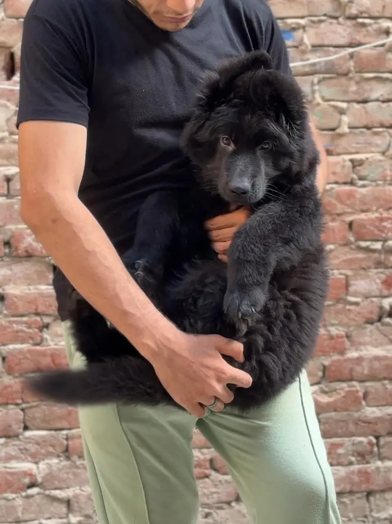 Black shepherd | gsd | Puppy | Shepherd Dog | Puppies | Long Coat — photo 2