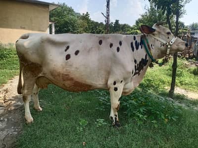 Dutch & friesian cow