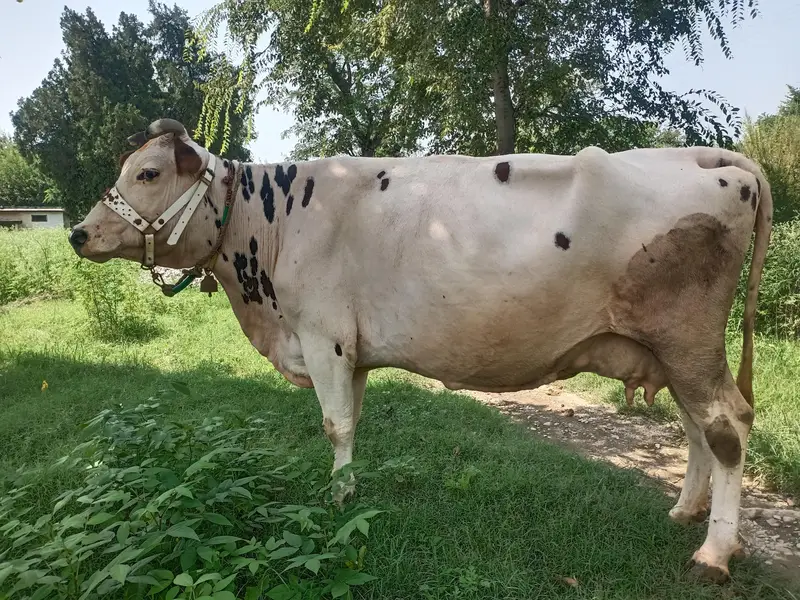 Cow Dutch — photo 2