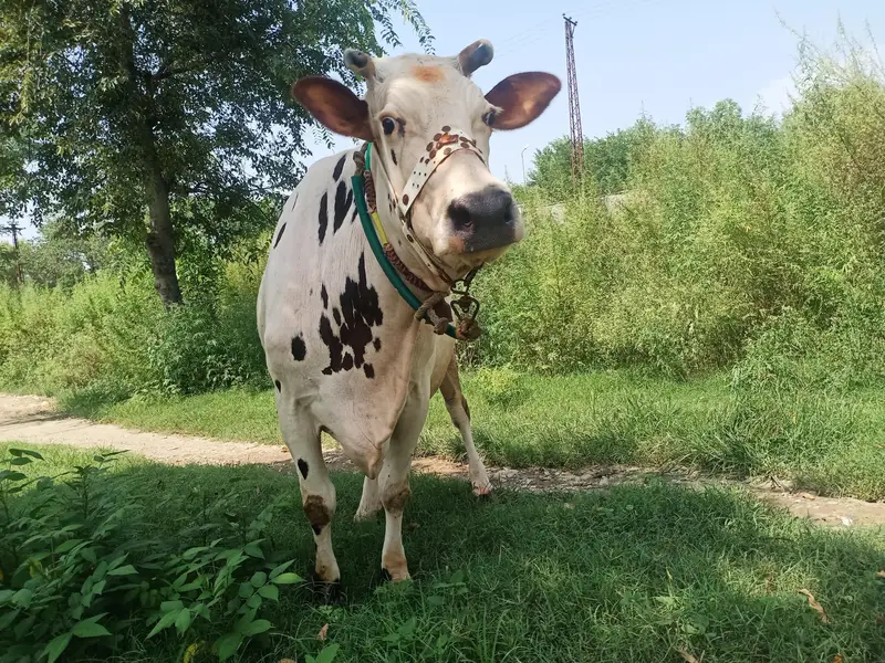 Cow Dutch — photo 3