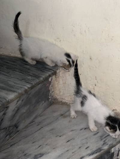cats pair