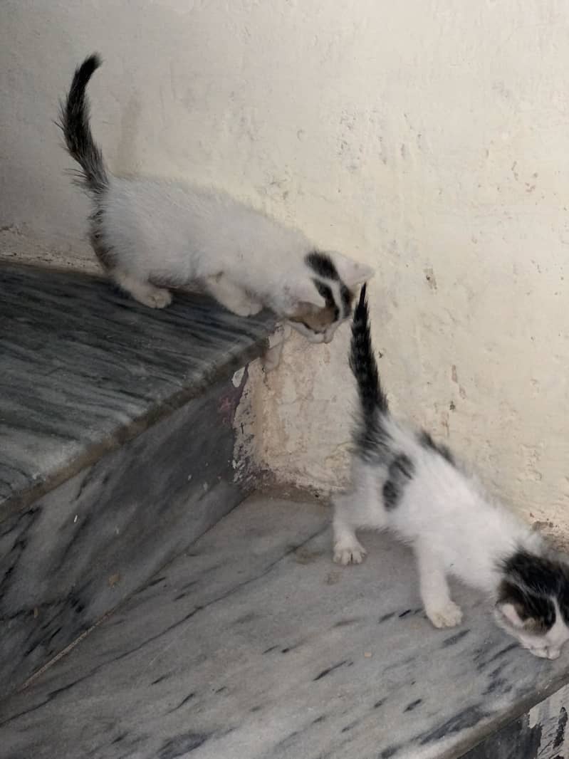 cats pair 0