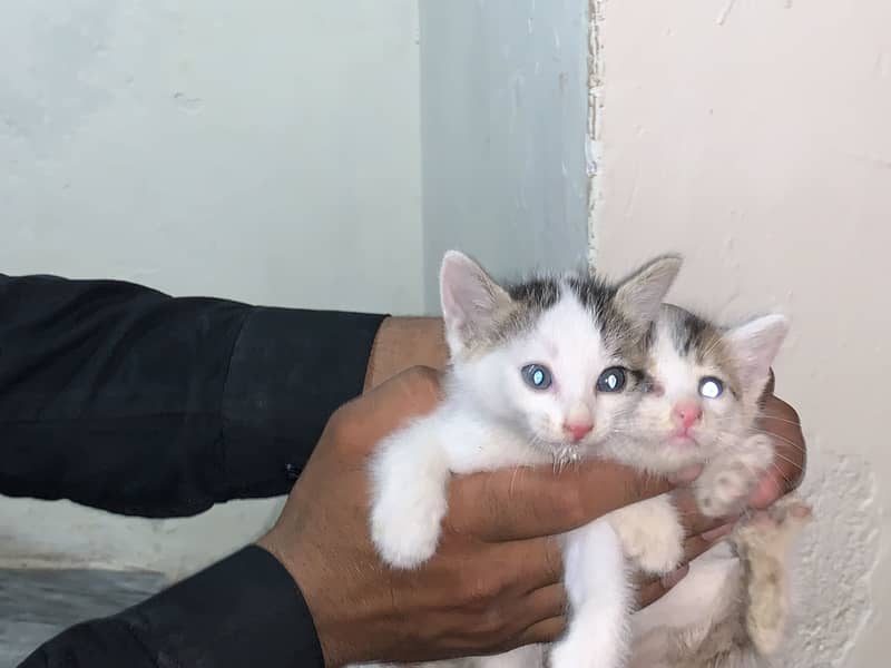 cats pair 1