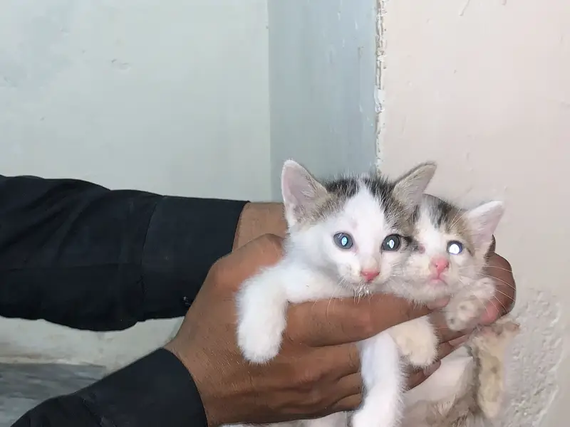 cats pair — photo 2