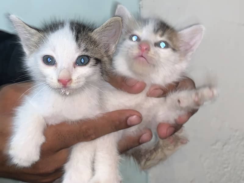cats pair 3