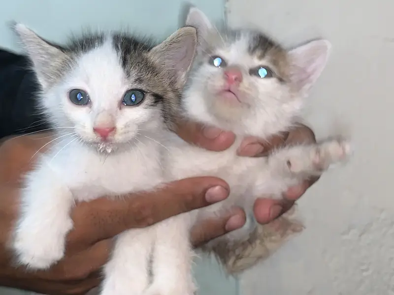cats pair — photo 4