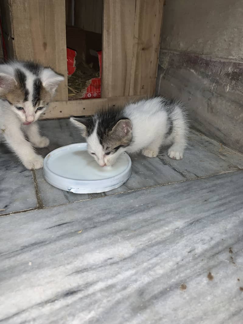 cats pair 4
