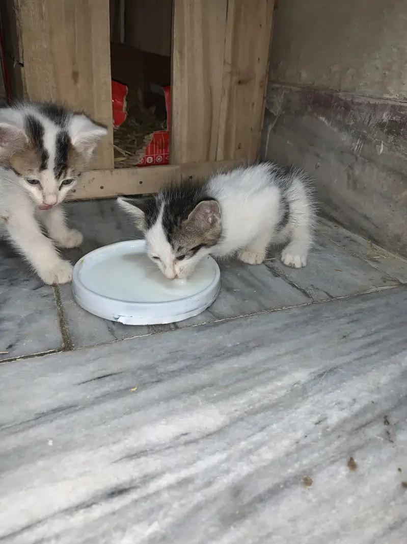 cats pair — photo 5