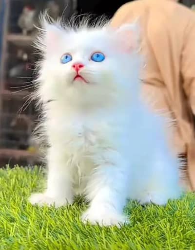 Persian Female kitten for sale 03243854//778