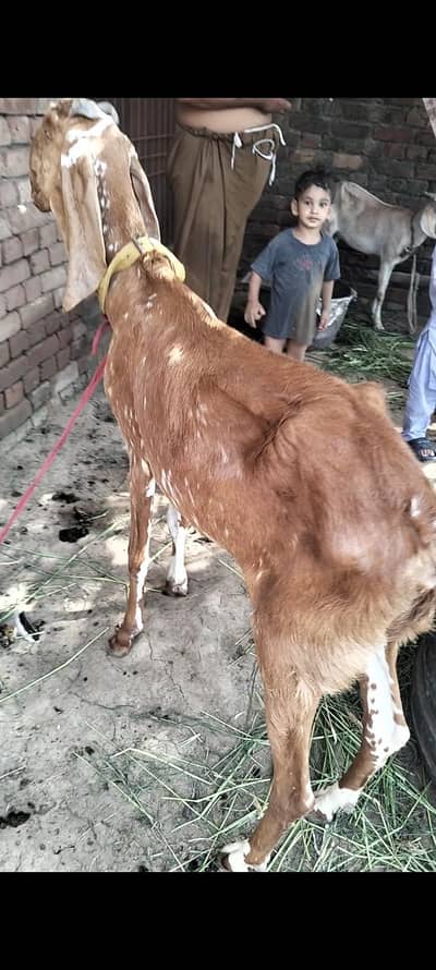 makhi chini goat with 20 days