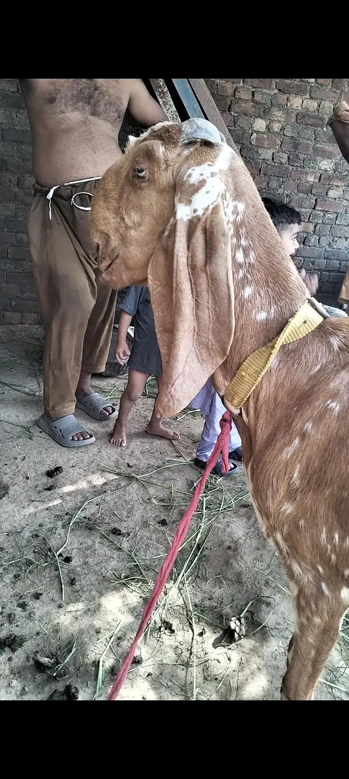 makhi chini goat with 20 days — photo 2