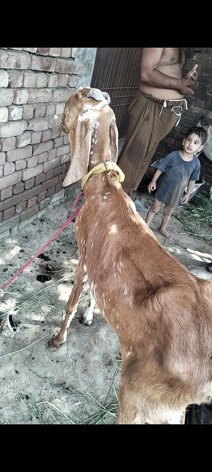 makhi chini goat with 20 days — photo 3