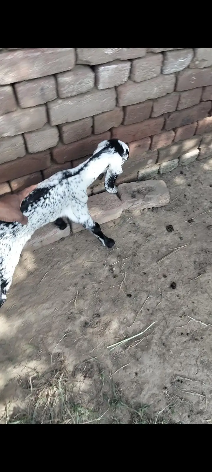 makhi chini goat with 20 days — photo 4