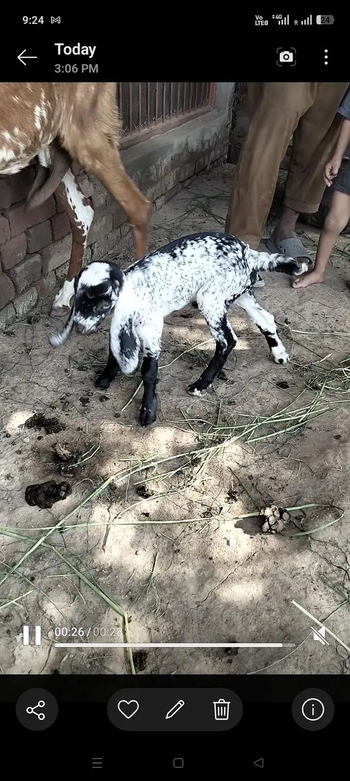 makhi chini goat with 20 days — photo 5