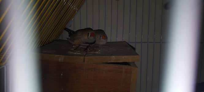 zeebra finches for sale