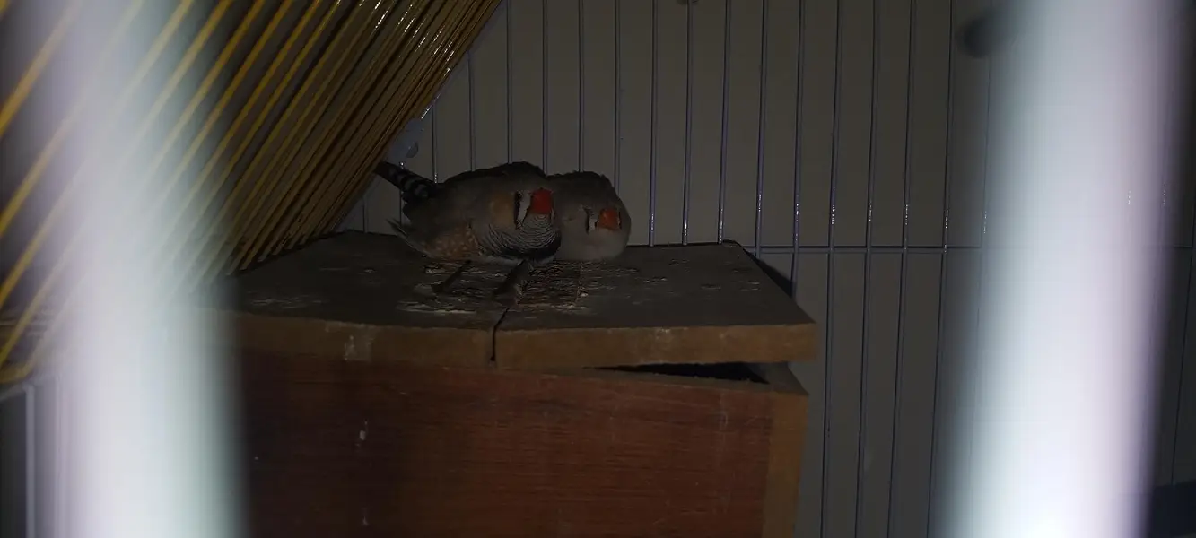 zeebra finches for sale