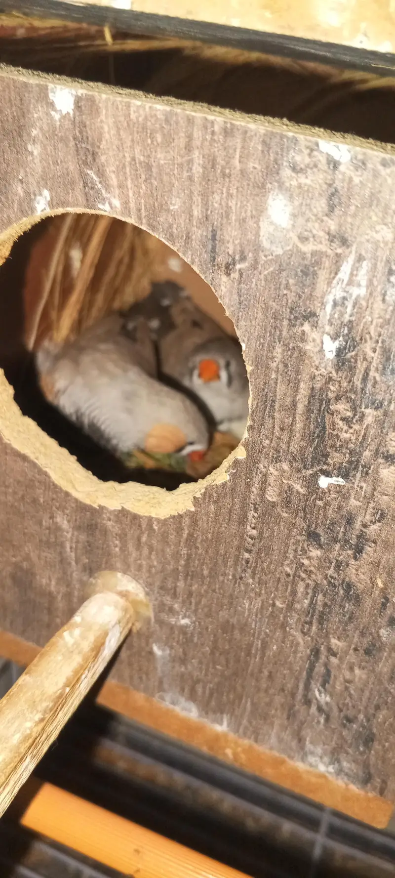 zeebra finches for sale — photo 2