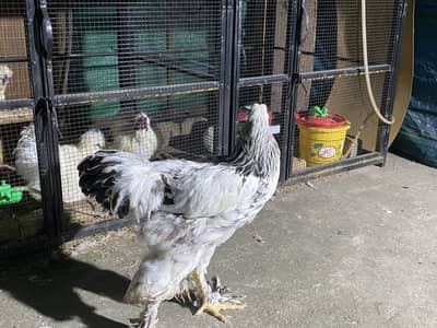 Light colombian barhama male