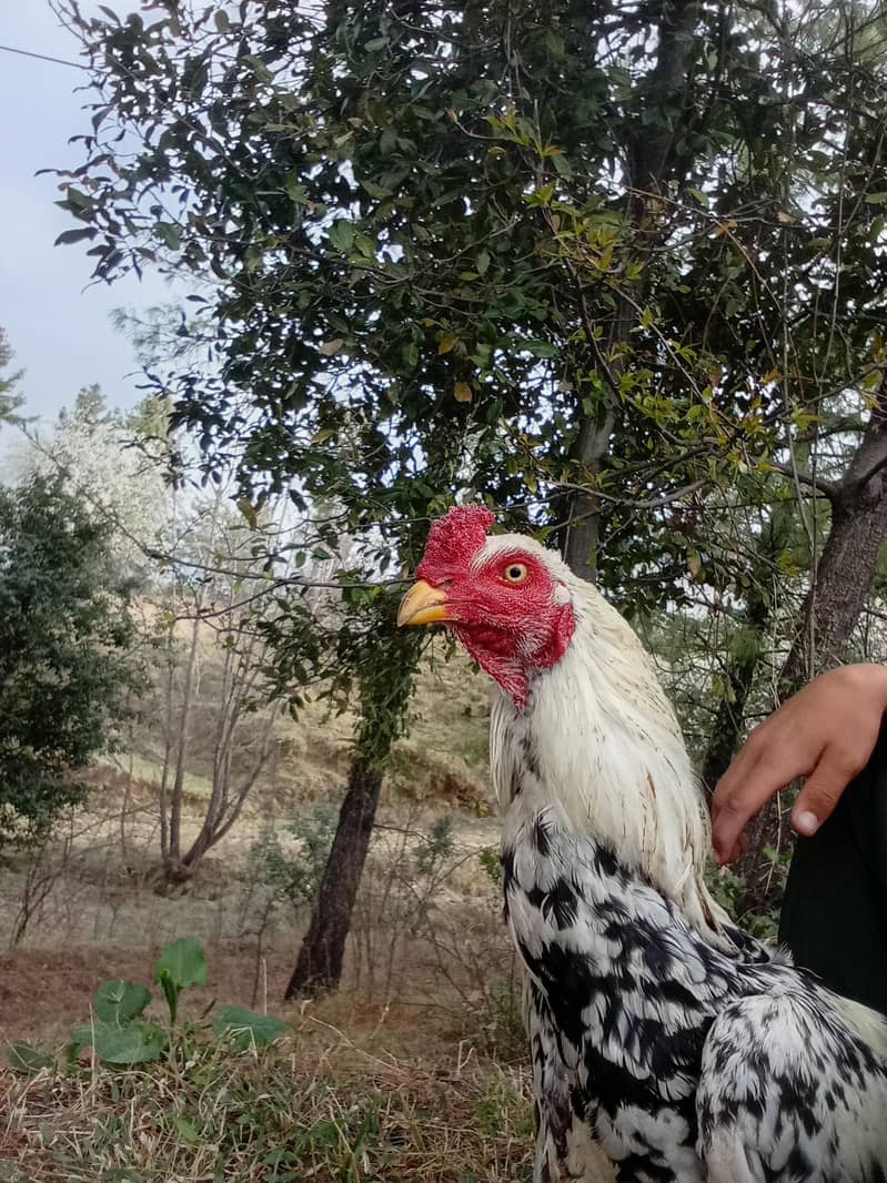 asell sindhi 0