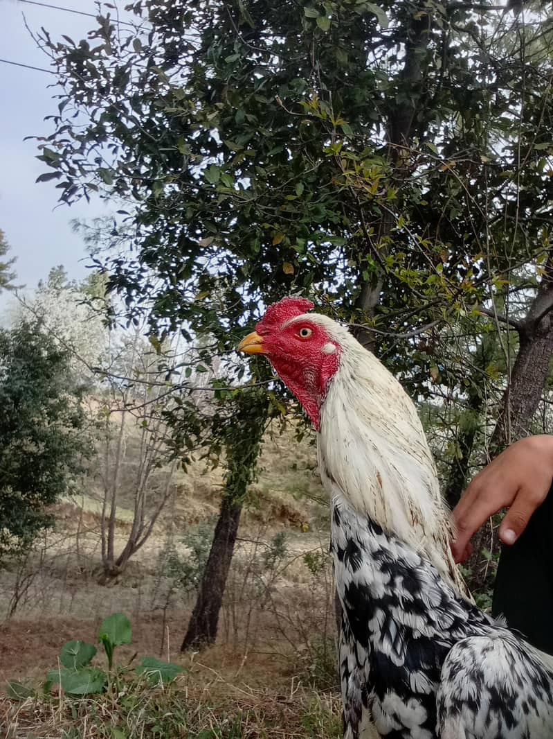 asell sindhi 2