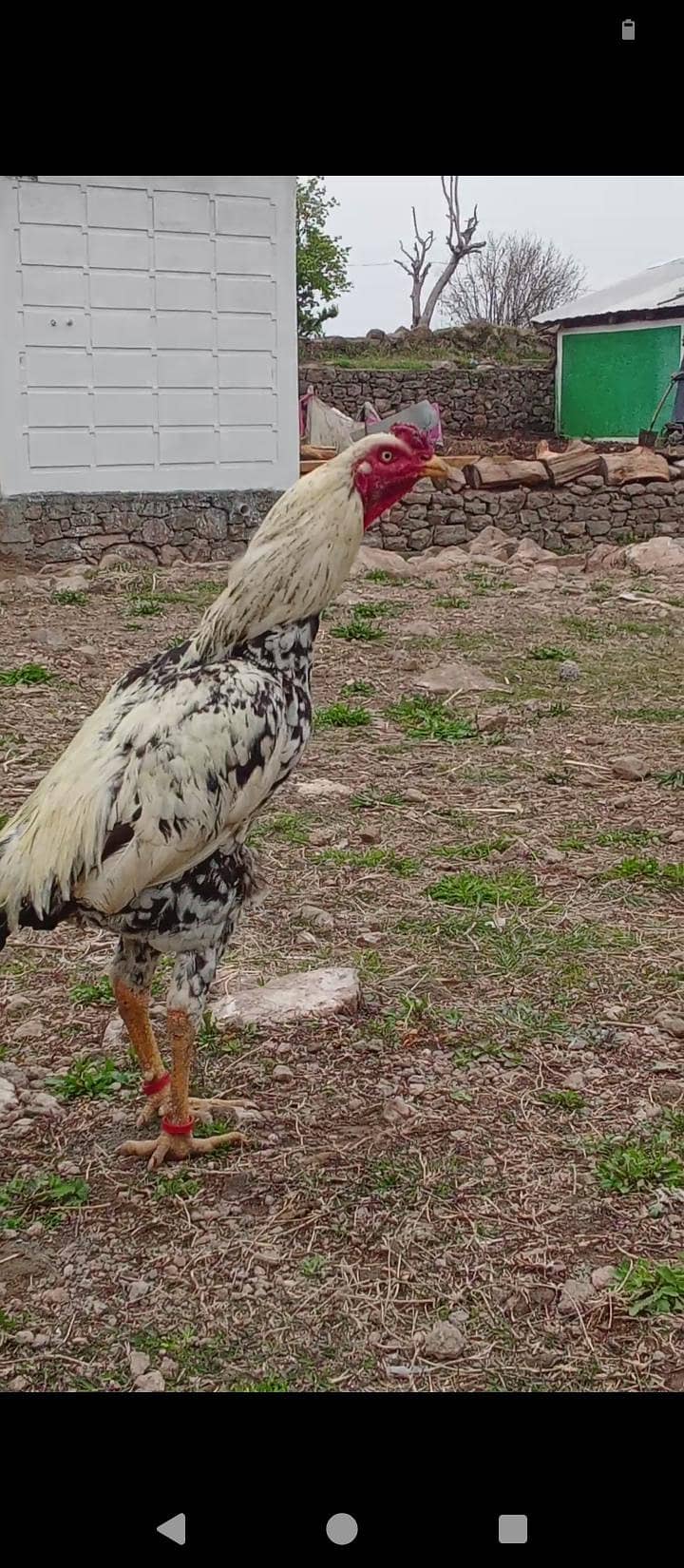 asell sindhi 3