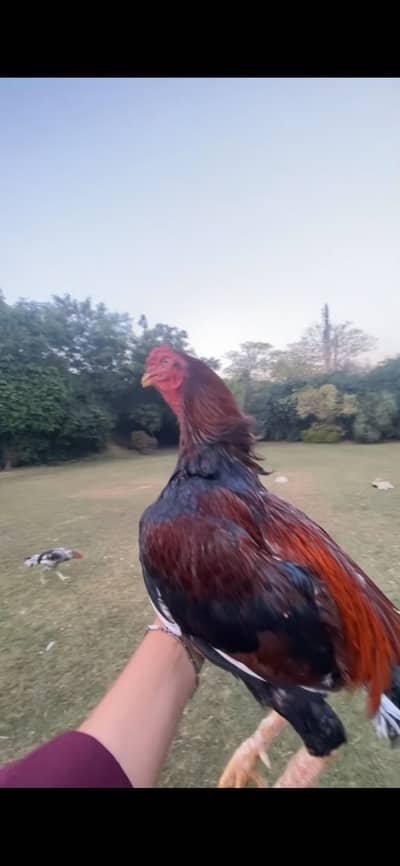 High quality murga for sale