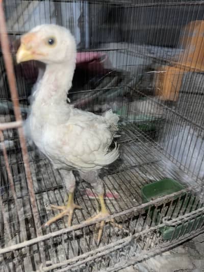 Aseel Heera Qandhari Chick Male