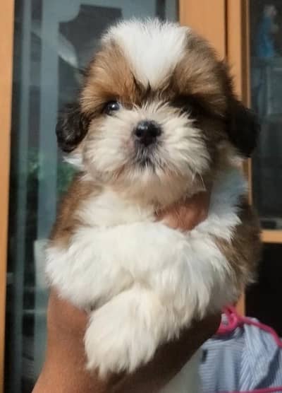 SHOW QUALITY SHIHTZU PUPPIES AVAILABLE FOR SALE