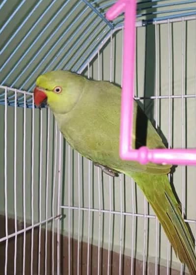 parrot ha beautiful