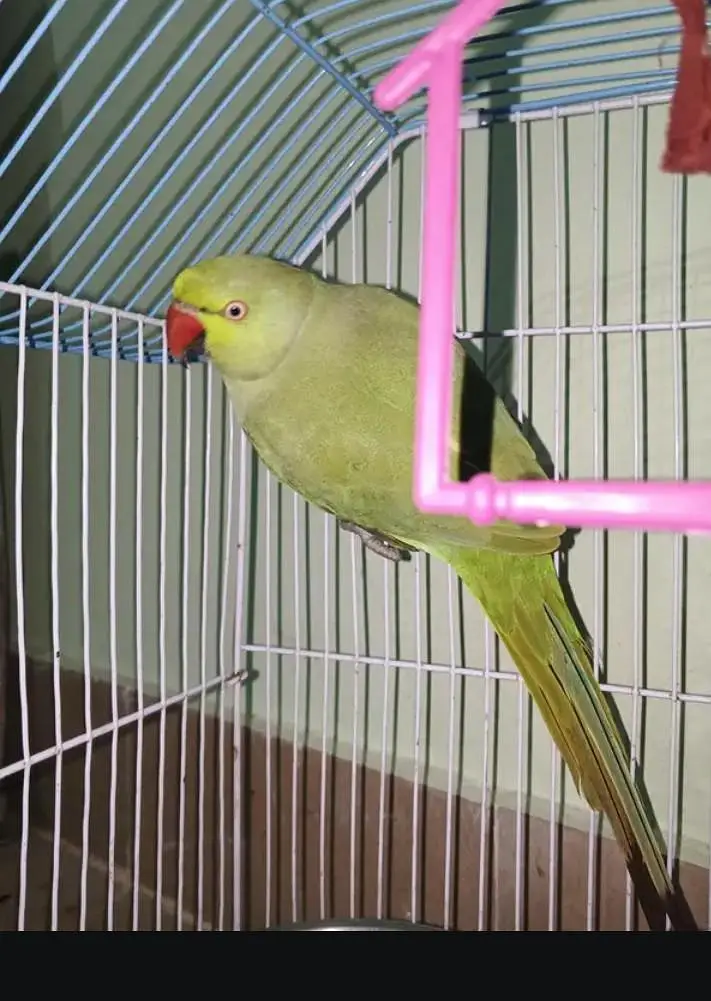parrot ha beautiful — photo 2