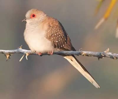 diamond dove pair