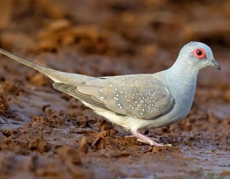 diamond dove pair — photo 2