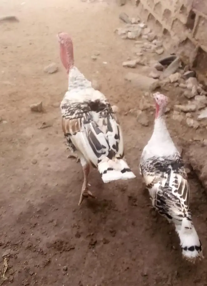turkey bird breeding pair