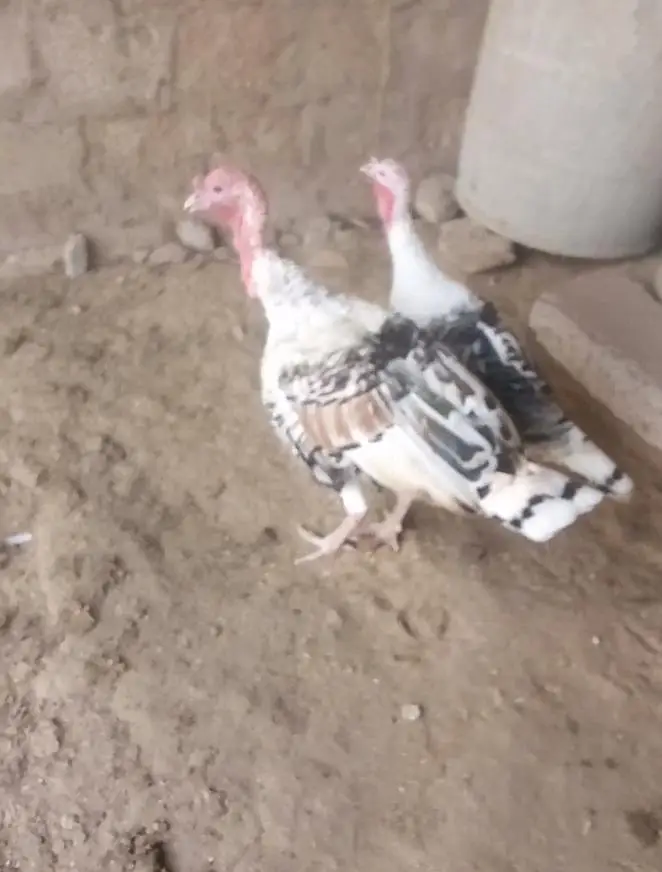 turkey bird breeding pair — photo 2