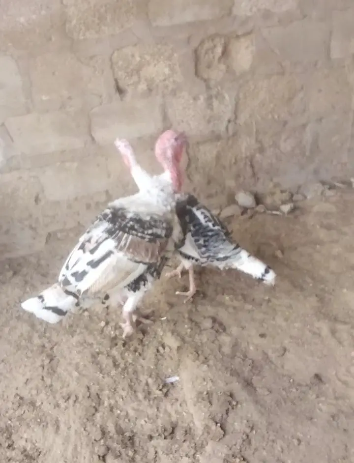 turkey bird breeding pair — photo 3