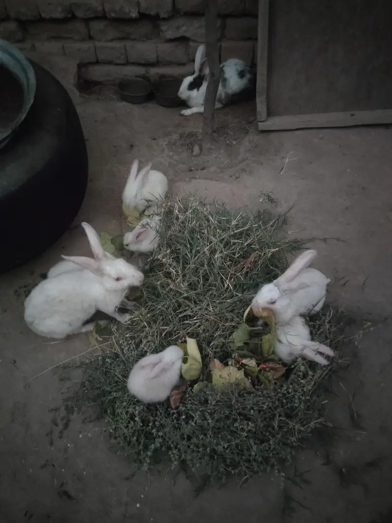 Red Eyes Rabbit For Sell