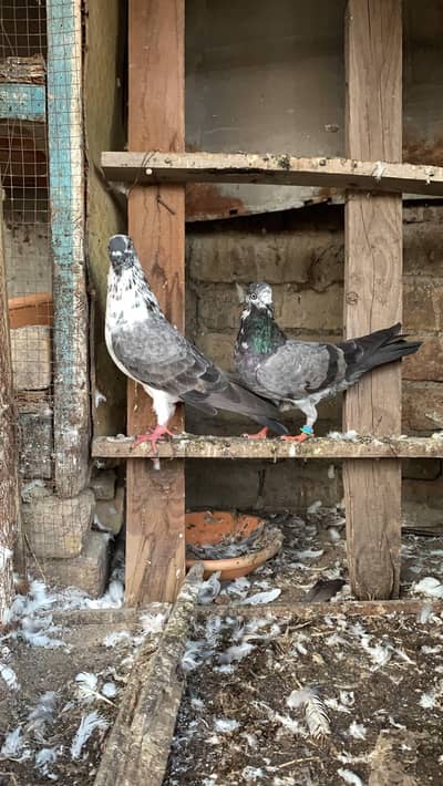 sharka breed