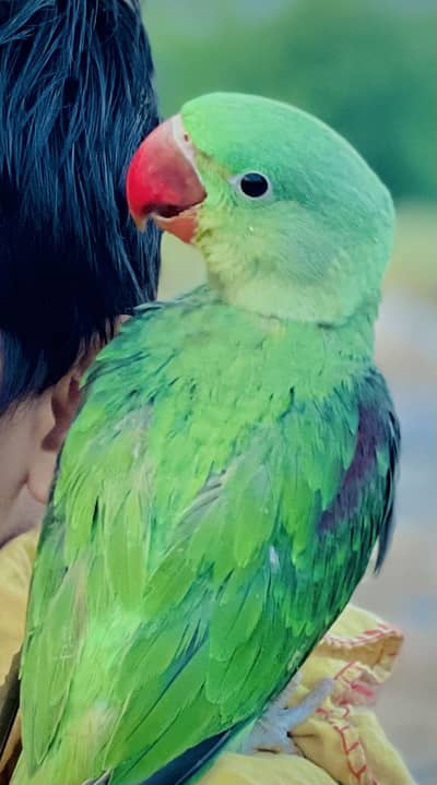 Hand tamed  Raw ringneck parrot 6 months old