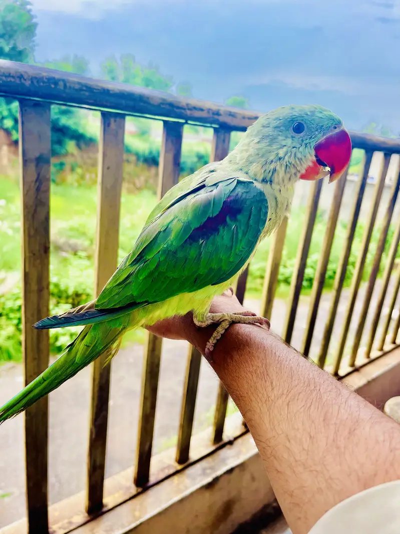 Hand tamed  Raw ringneck parrot 6 months old — photo 2