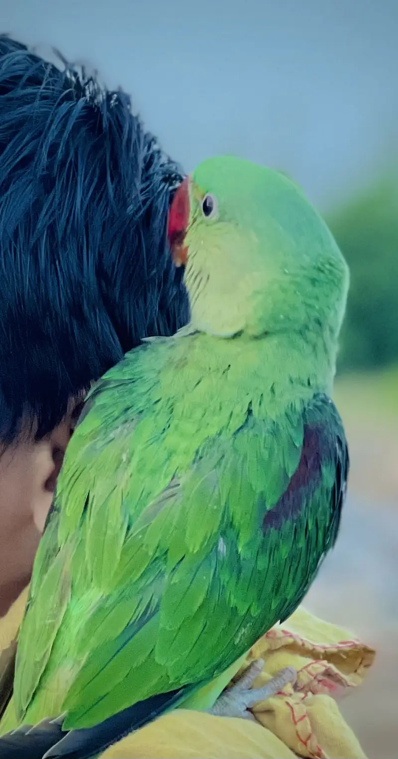 Hand tamed  Raw ringneck parrot 6 months old — photo 3