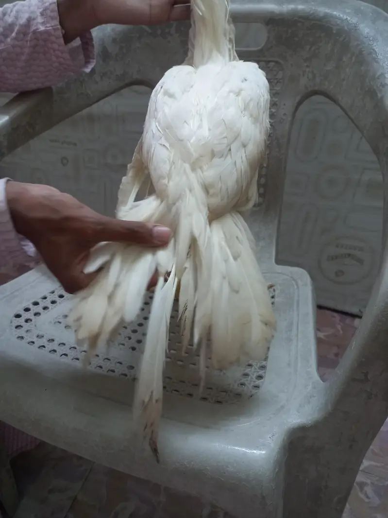Indian parrot back White — photo 3