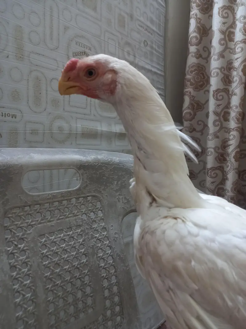 Indian parrot back White — photo 6