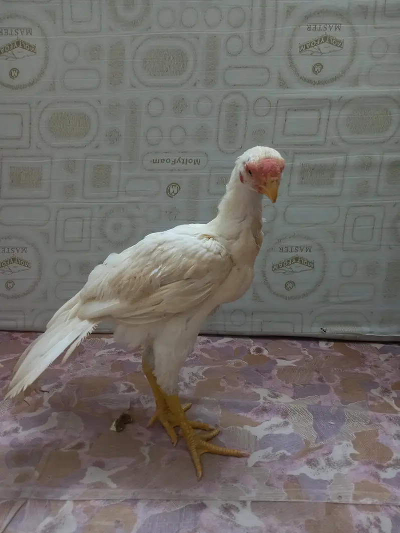 Indian parrot back White — photo 9
