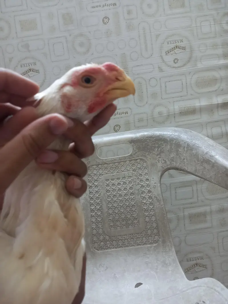 Indian parrot back White — photo 10