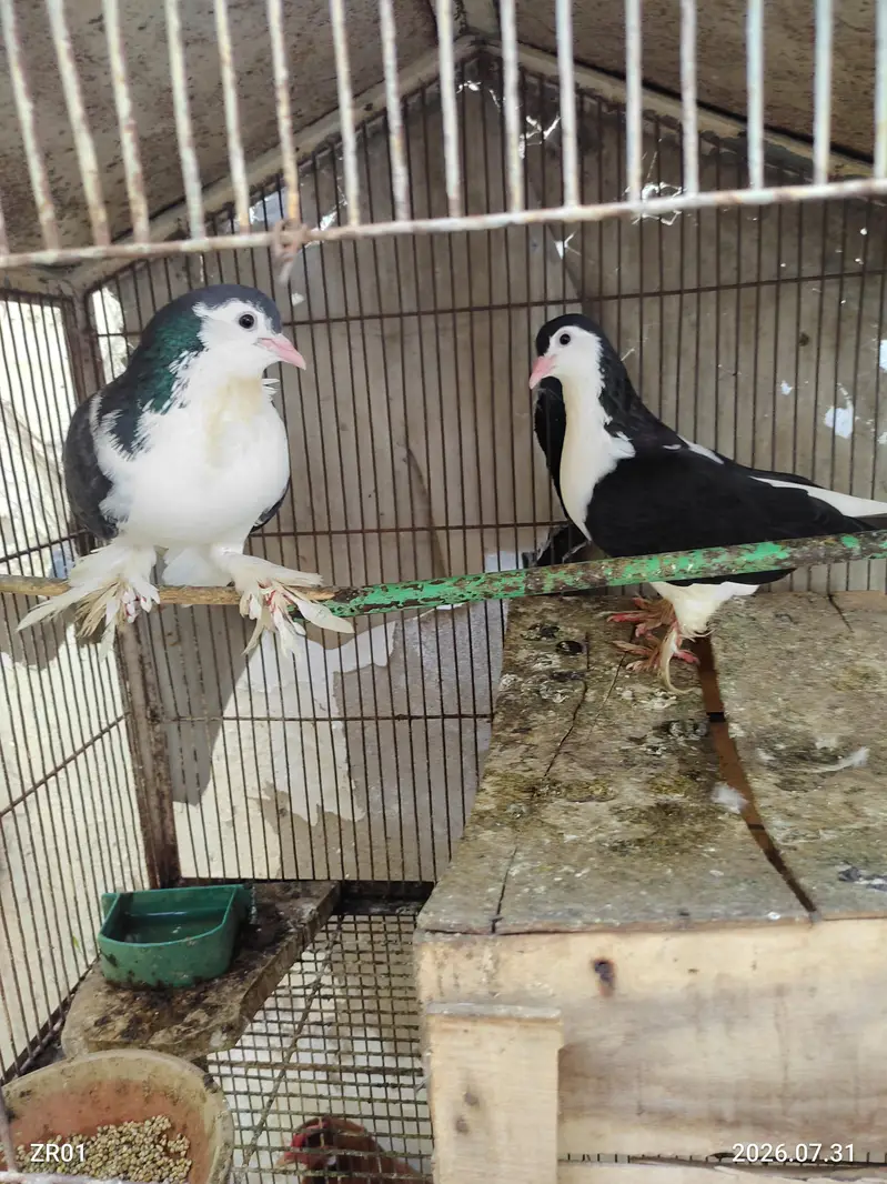 fancy kabootar — photo 2