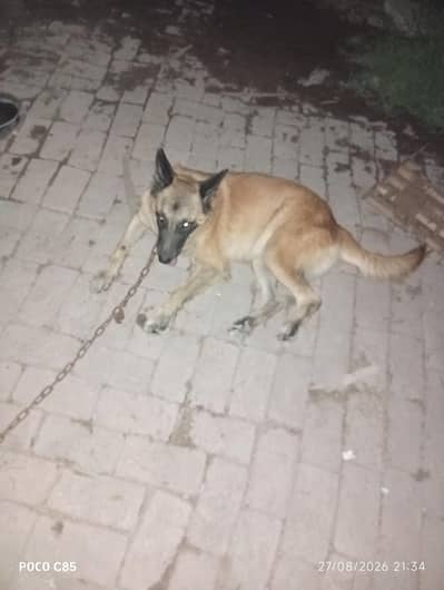 belgian sharphad best guard dogs farm house any security dog